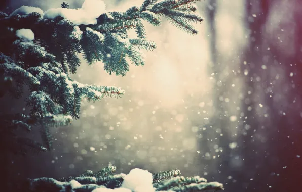 Picture winter, forest, snow, trees, branch, Nature, weather, wallpapers