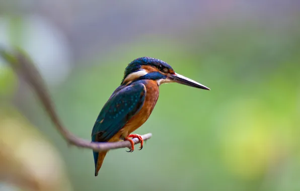 Picture bird, branch, Alcedo atthis, kingfisher, Common Kingfisher