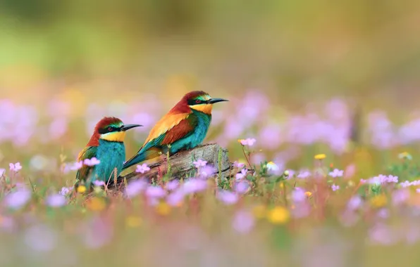 Flowers, birds, branch, the European bee-eater Golden, pouloudi