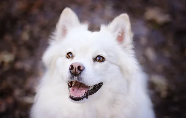 Face, dog, krasava, Samoyed