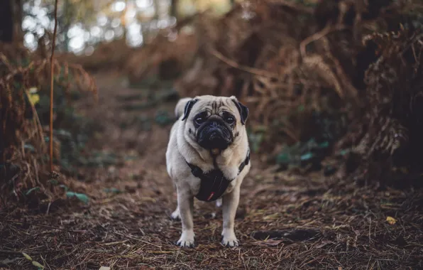 Picture autumn, forest, dog, pug, forest, dog, autumn, pug