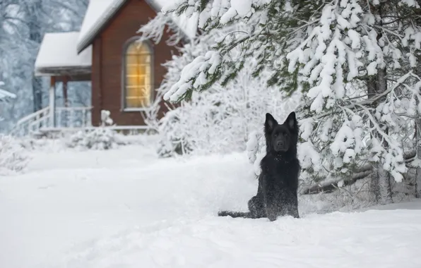 Picture winter, snow, nature, house, spruce, dog, German shepherd, Svetlana Pisareva
