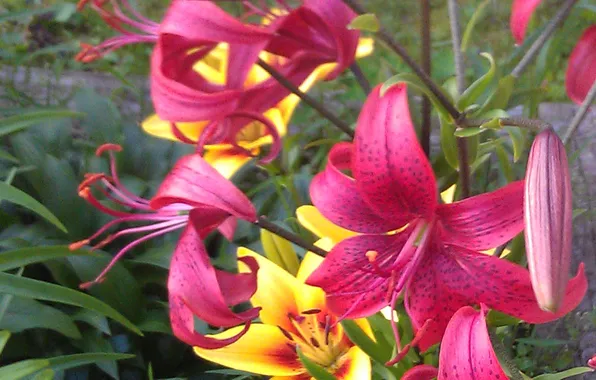 Flowers, Lily, Lily, flowers, flowerbed, floral background, natural background