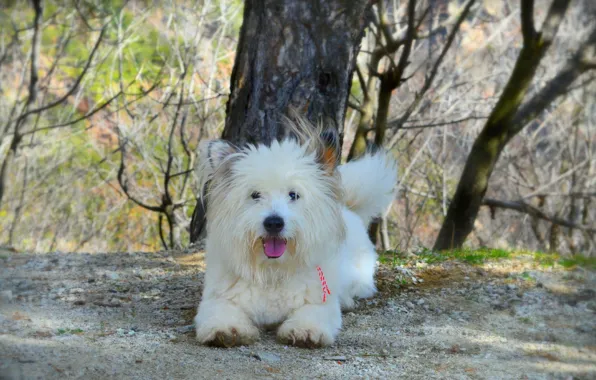 Picture Dog, Dog, The West highland white Terrier