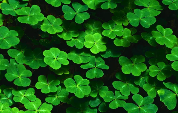 Leaves, thickets, clover