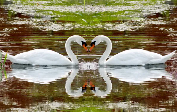 Animals, water, lake, reflection, river, swans