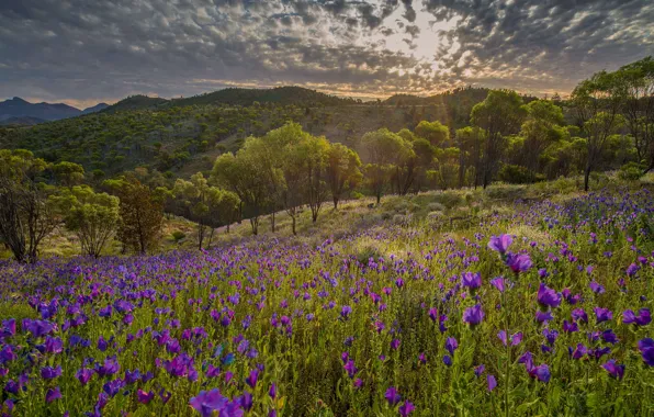 Picture spring, Australia, wildflowers, Aikara-Flinders Ranges National Park