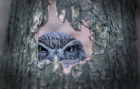 Picture tree, bark, bird.owl