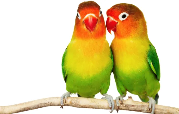 Colorful, parrot, a couple, two, parrots, lovebird, parakeets, lovebirds