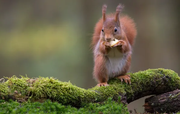 Forest, background, animal, moss, food, protein, snag, rodent