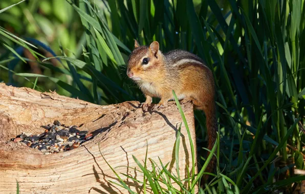 Grass, look, light, nature, stump, Chipmunk, face, seeds