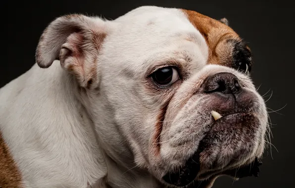 Look, face, dog, the dark background, English bulldog, Evgeny Degtev