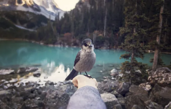 FOREST, NATURE, MOUNTAINS, BIRD, HAND, POND, The SITUATION, Martina Gebarovska