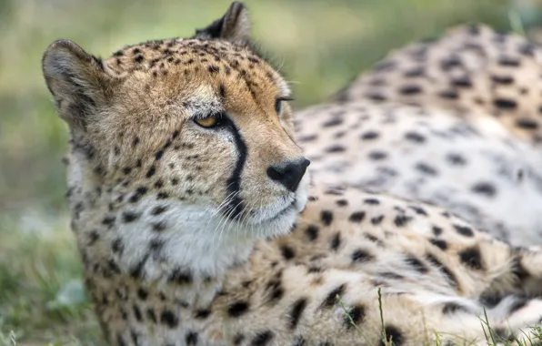 Face, predator, Cheetah, wild cat