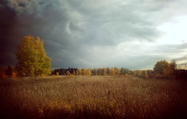 Picture forest, nature, thunder