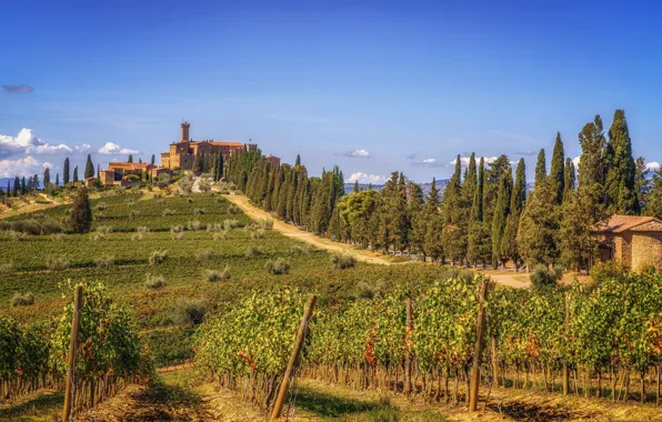 Greens, field, the sky, the sun, clouds, trees, hills, home