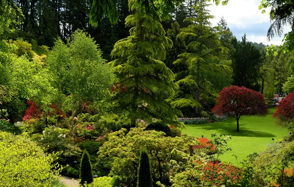 Greens, grass, the sun, trees, Park, lawn, Canada, the bushes