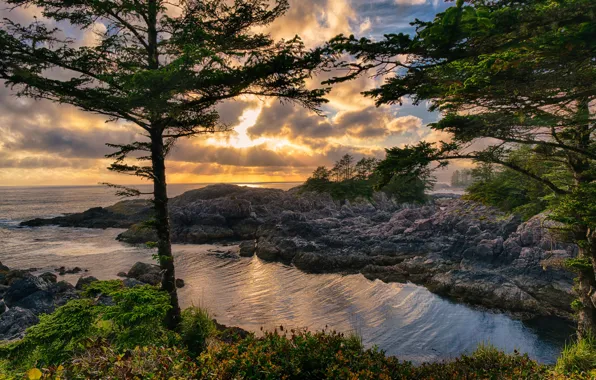 Picture sea, the sky, the sun, clouds, trees, stones, dawn, coast