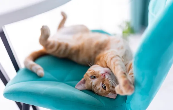 Cat, cat, pose, blue, chair, red, lies, bokeh