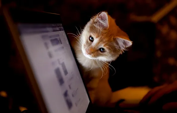Kitty, monitor, looks