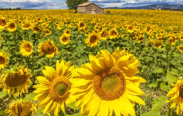 Field, summer, the sky, sunflowers, flowers, nature, tree, sunflower