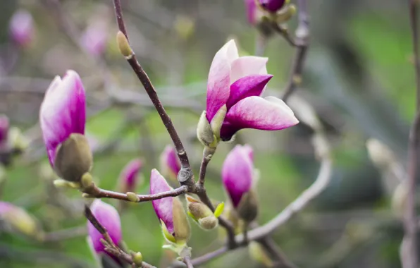 Spring, may, Sunny, Ukraine, Magnolia, The Botanical garden