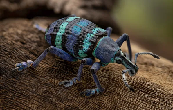 Purple, macro, background, beetle, insect, bark, striped, weevil