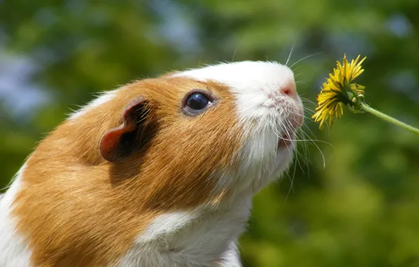 Picture SEA, FLOWER, FACE, DANDELION, PIG