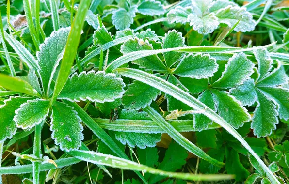 Frost, grass, leaves, grass, leaves, frost, Autumn 2024