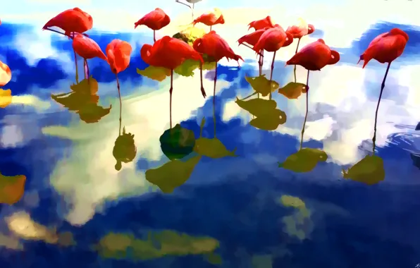Picture line, birds, reflection, paint, Flamingo