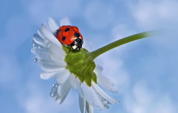 Droplets, ladybug, Daisy, ladybug, chamomile, droplets