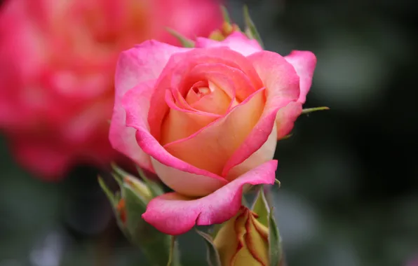 Picture roses, pink, buds