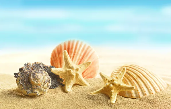 Sand, beach, shell, beach, sand, marine, seashells, starfishes