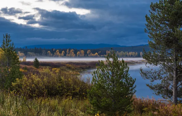 Picture forest, trees, clouds, fog, lake, USA, Wyoming, the bushes
