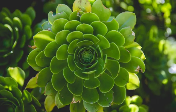 Macro, Plant, Green, Nature, Colors, Leaves, Flora, Plant