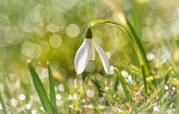 Flower, light, spring, snowdrop, bokeh
