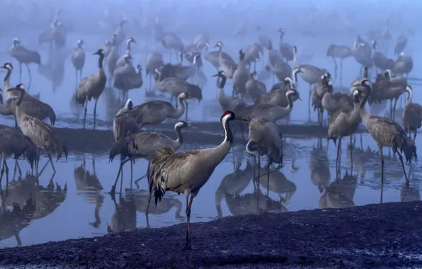 Birds, fog, pond, crane, Valentina Bulkina, Crane Morning
