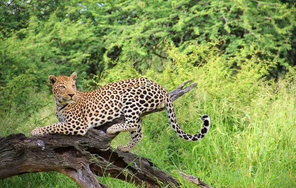 Picture tree, predator, leopard, Savannah
