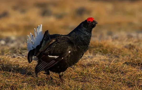 Picture look, glade, Grouse, or field the black grouse (Lyrurus tetrix), or black grouse
