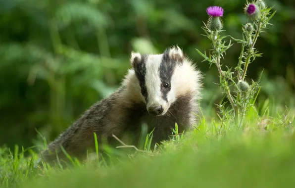 Greens, summer, grass, flowers, portrait, face, badger, agrimony