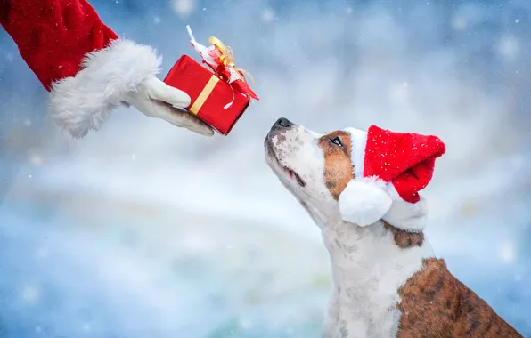 Gift, dog, New Year, Christmas, Christmas, dog, 2018, Merry Christmas