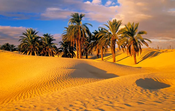 Sand, palm trees, desert, dunes