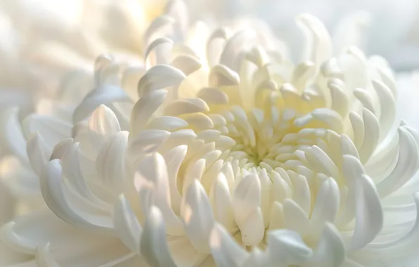 Flower, macro, light, petals, white, chrysanthemum, AI art, neural network