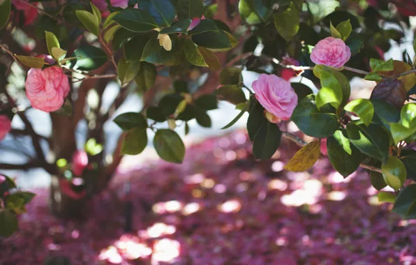 Leaves, flowers, petals, pink, Camellia
