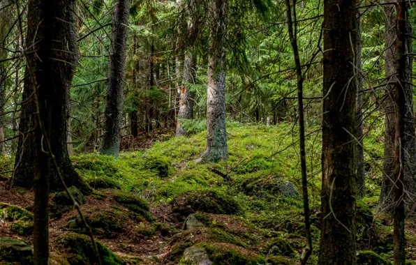 Picture forest, trees, moss