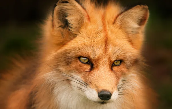 Look, portrait, Fox, red, beauty, face, Fox