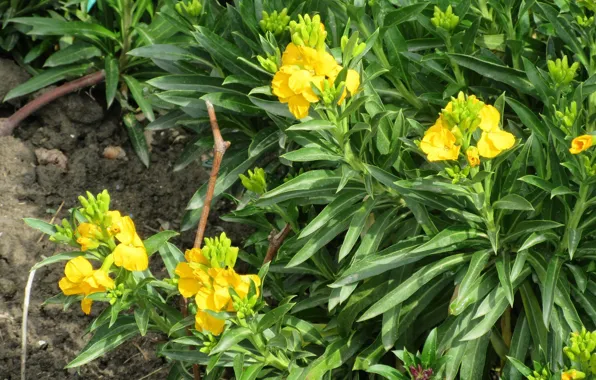 Flowers, Bush, spring 2018, mamala ©