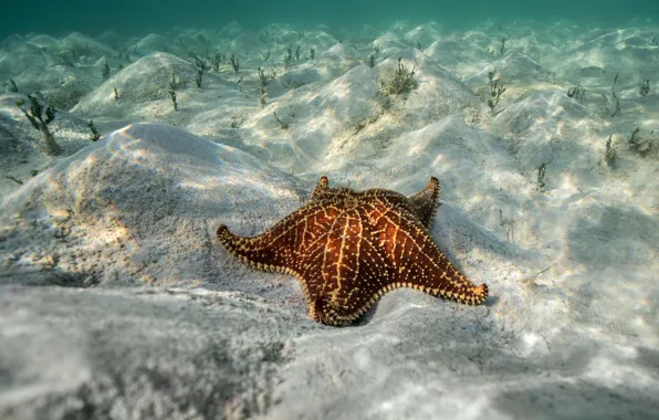 Sand, sea, water, transparency, light, glare, starfish, underwater world