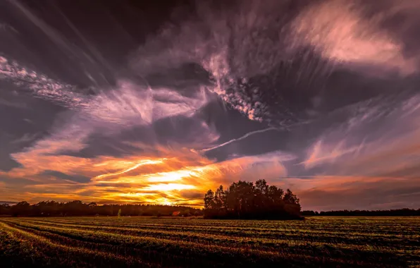 Picture field, sunset, nature