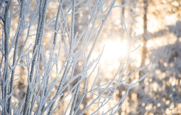 Winter, forest, light, snow, trees, branches, nature, The sun